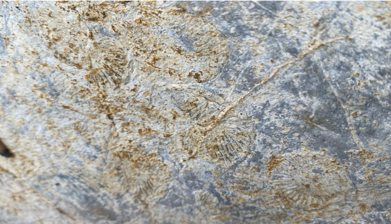 Hóa thạch Rugose san hô bốn tia tại xã Hữu Liên
