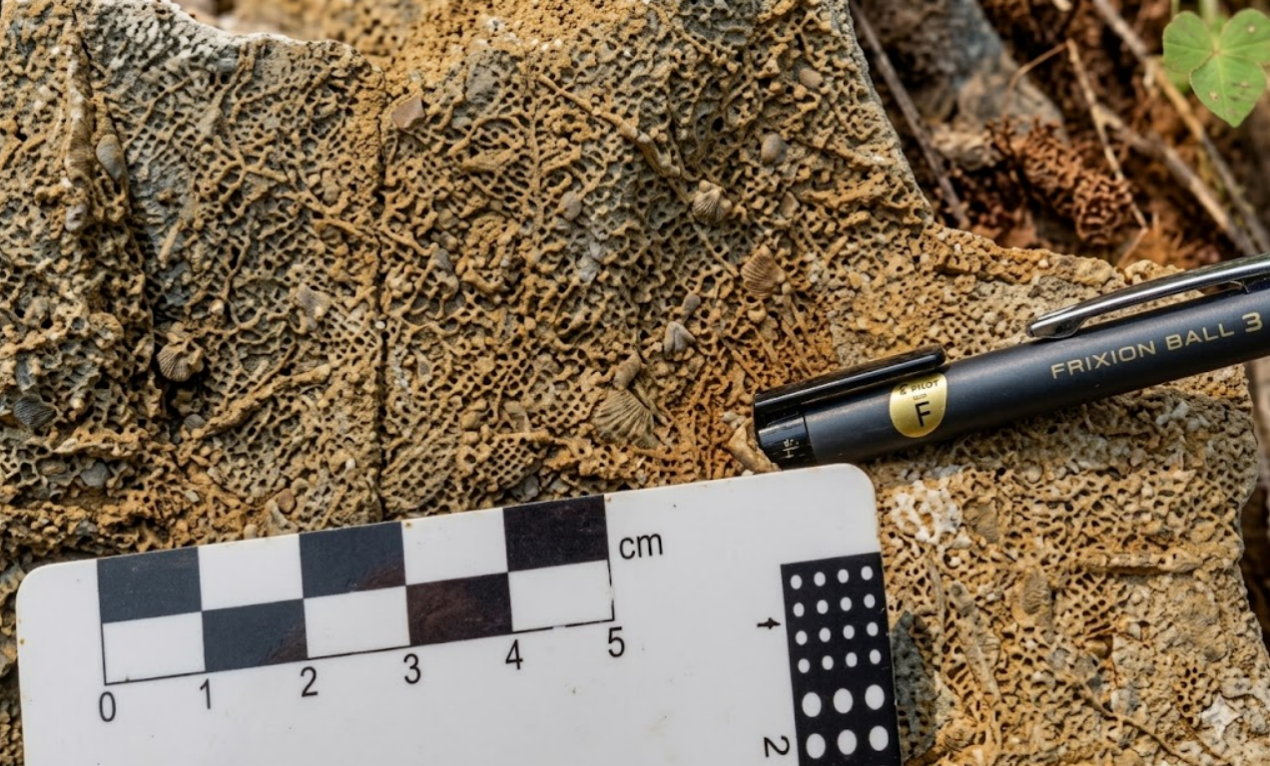 Hóa thạch Crinoids Huệ biển hệ tầng Bắc Sơn tại xã Tân Văn
